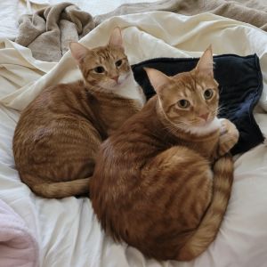 Guava and Papaya are friendly playful and affectionate bonded brothers They are both so sweet Bot