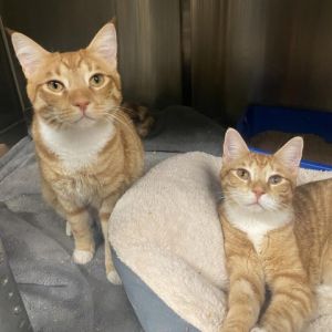 Guava and Papaya are friendly playful and affectionate bonded brothers They are both so sweet Bot
