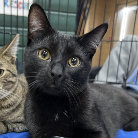 Willie, an adoptable Domestic Short Hair in Bismarck, ND, 58507 | Photo Image 1