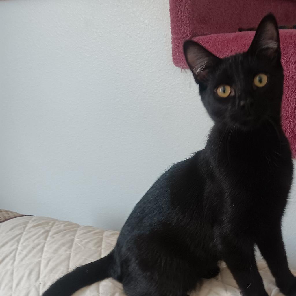 Willie, an adoptable Domestic Short Hair in Bismarck, ND, 58507 | Photo Image 3