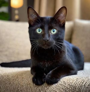 What Is a Bombay Cat? Get to Know This Stunning Breed