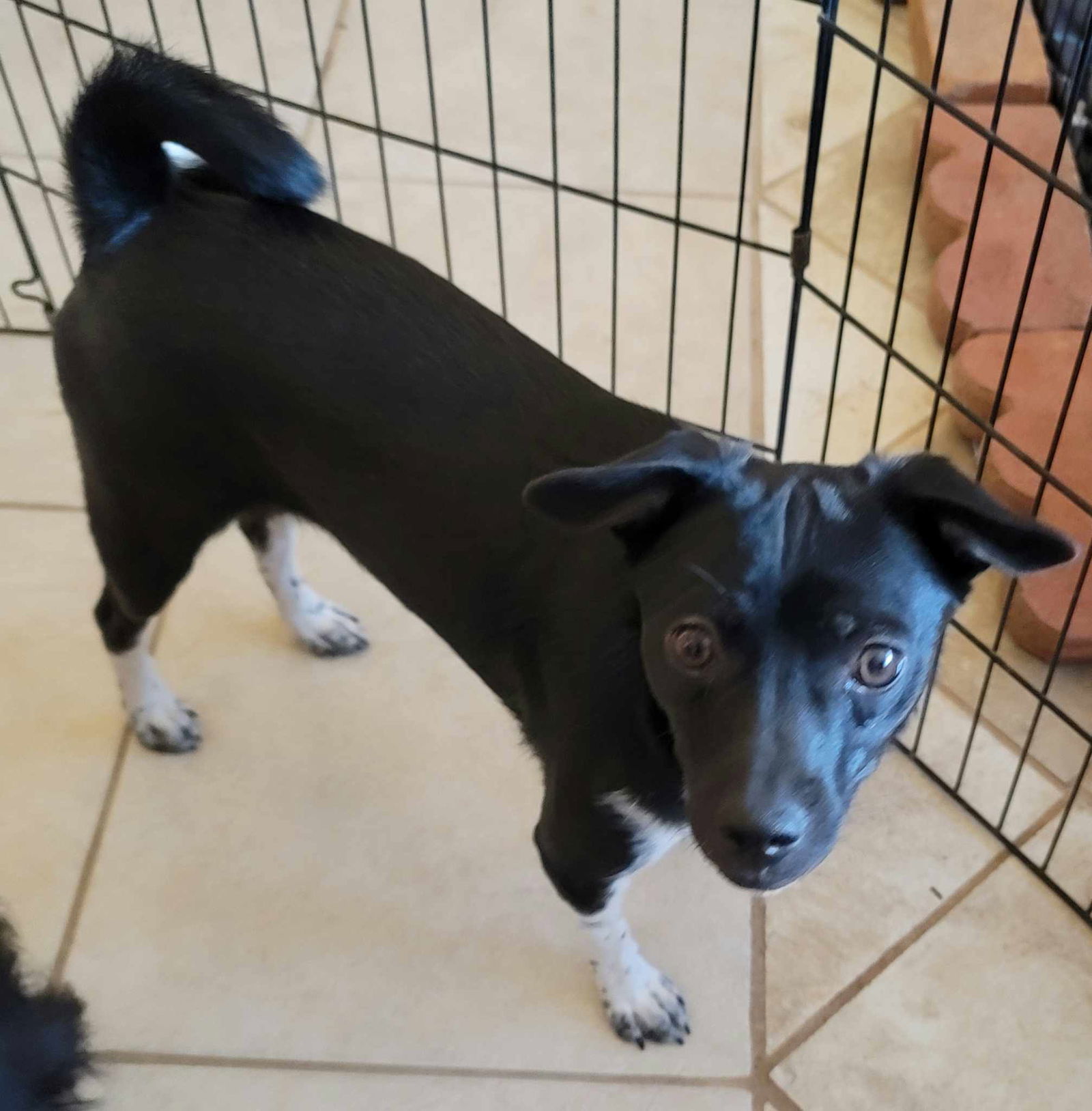 Clarrisa, an adoptable Chihuahua, Terrier in Tucson, AZ, 85710 | Photo Image 2