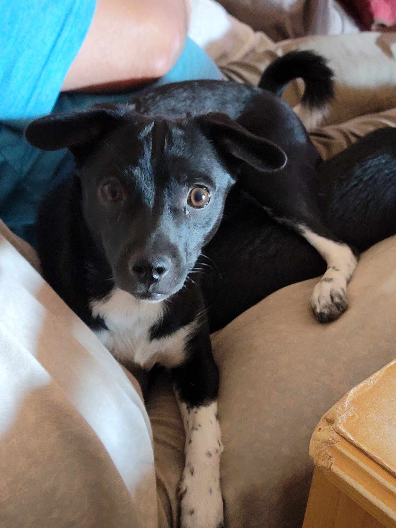Clarrisa, an adoptable Chihuahua, Terrier in Tucson, AZ, 85710 | Photo Image 2
