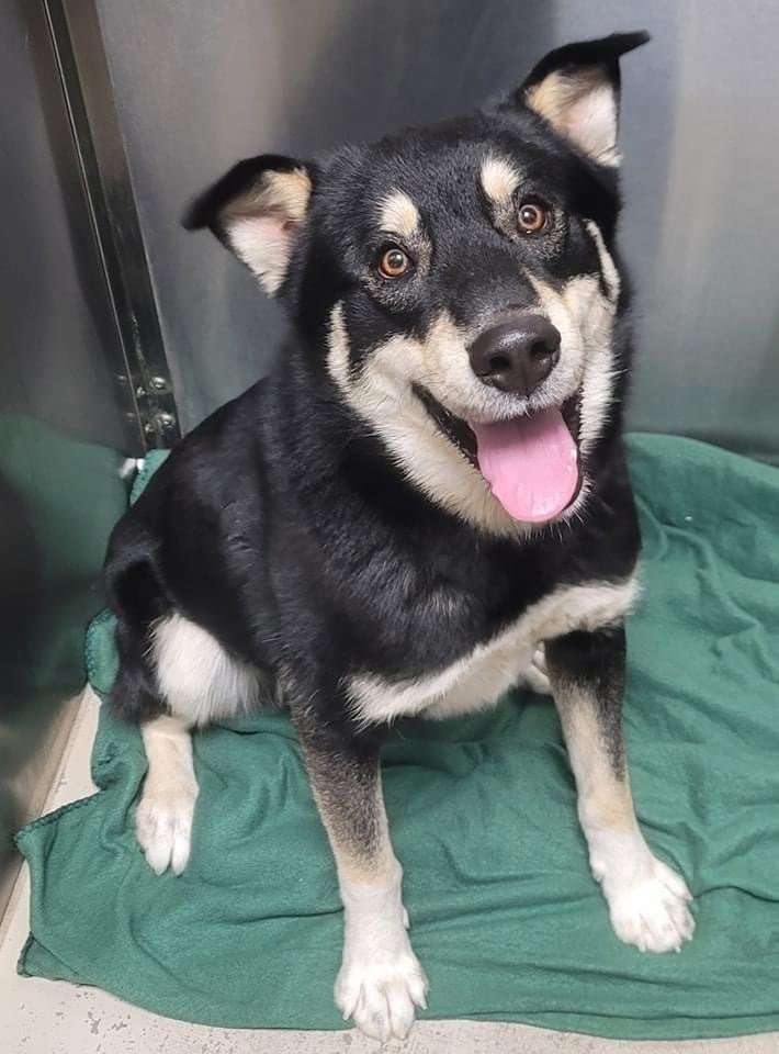 AC Harvey, an adoptable Husky, German Shepherd Dog in Fremont, NE, 68025 | Photo Image 1