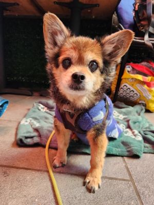 Pascha is the cutest little teddy-bear He is a 10-year-old 8-pound male pomchi mix from the NYCAC
