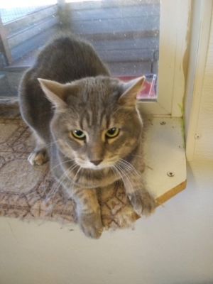 Dusty, Senior Female unknown