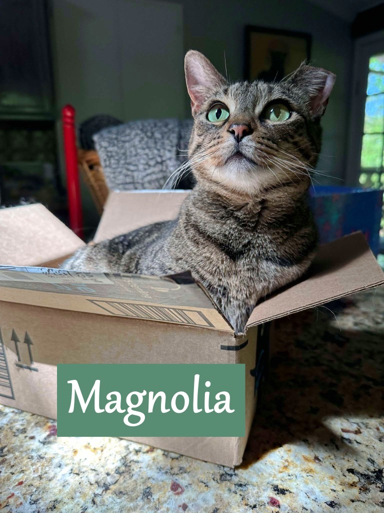 Magnolia, an adoptable Domestic Short Hair in Hoover , AL, 35226 | Photo Image 1