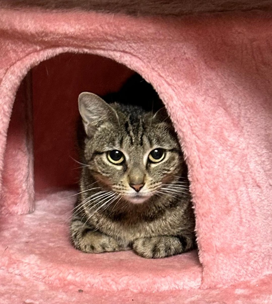 Magnolia, an adoptable Domestic Short Hair in Hoover , AL, 35226 | Photo Image 2