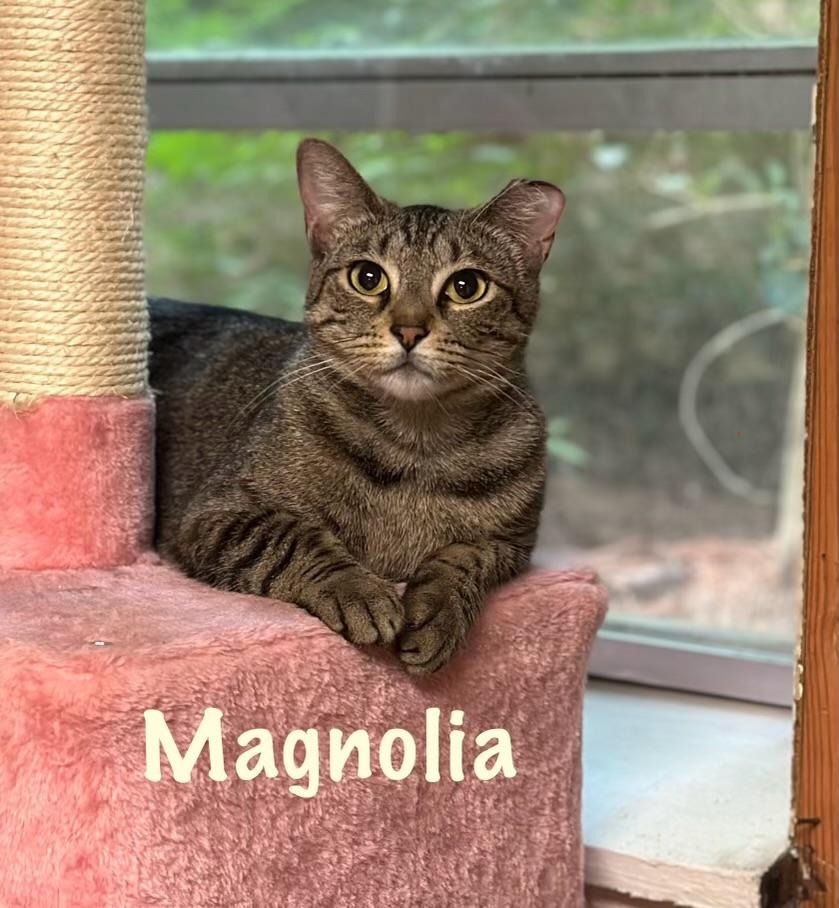 Magnolia, an adoptable Domestic Short Hair in Hoover , AL, 35226 | Photo Image 3