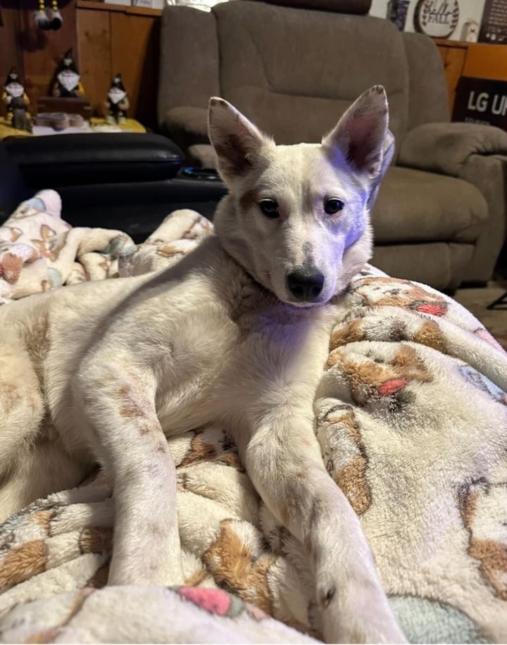 Dog for adoption Charity an Australian Cattle Dog Blue Heeler