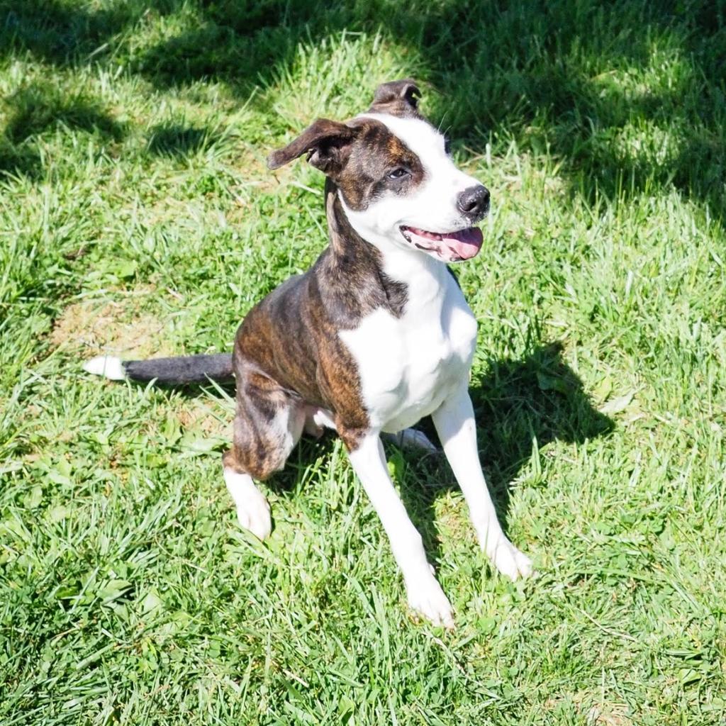 Dino, an adoptable Pit Bull Terrier in Jefferson city, TN, 37760 | Photo Image 1