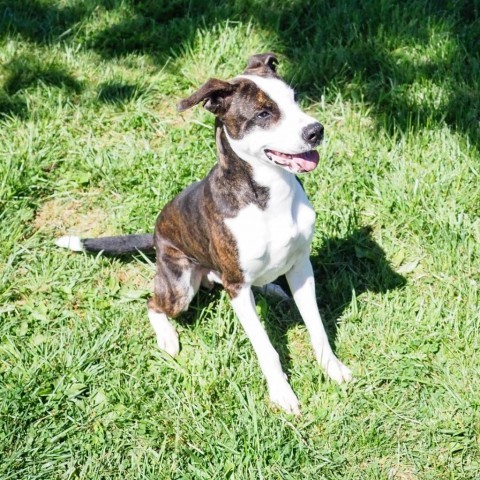 Dino, an adoptable Pit Bull Terrier in Jefferson city, TN, 37760 | Photo Image 3