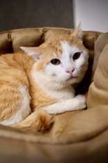 Atlas, an adoptable Domestic Short Hair in Oskaloosa, IA, 52577 | Photo Image 1