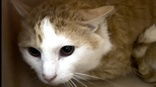 Atlas, an adoptable Domestic Short Hair in Oskaloosa, IA, 52577 | Photo Image 2