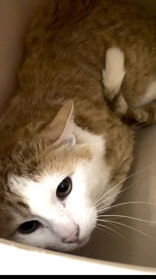 Atlas, an adoptable Domestic Short Hair in Oskaloosa, IA, 52577 | Photo Image 3