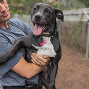 Belle Gunness, Adult Female Mixed Breed