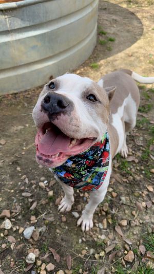 Abby, Young Female American Staffordshire Terrier