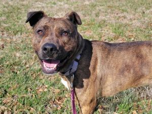 Tuna, Adult Female Pit Bull Terrier