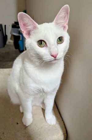 Georgina, Adult Female unknown