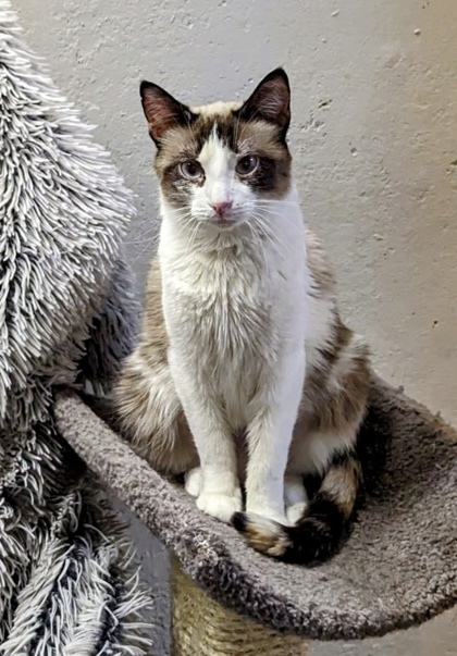 Allie, an adoptable Snowshoe, Ragdoll in Anderson, IN, 46011 | Photo Image 2