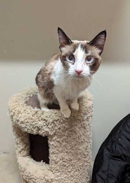 Allie, an adoptable Snowshoe, Ragdoll in Anderson, IN, 46011 | Photo Image 3