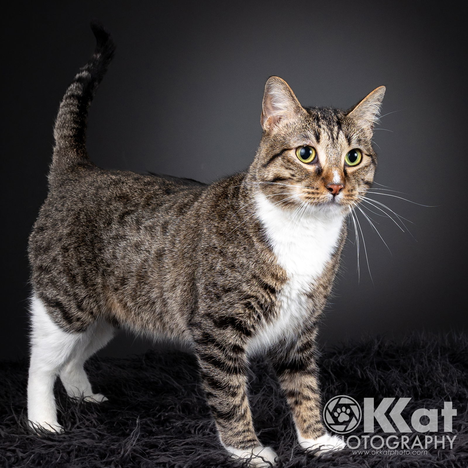 Larry, an adoptable Domestic Short Hair, Tabby in Crescent, OK, 73028 | Photo Image 1