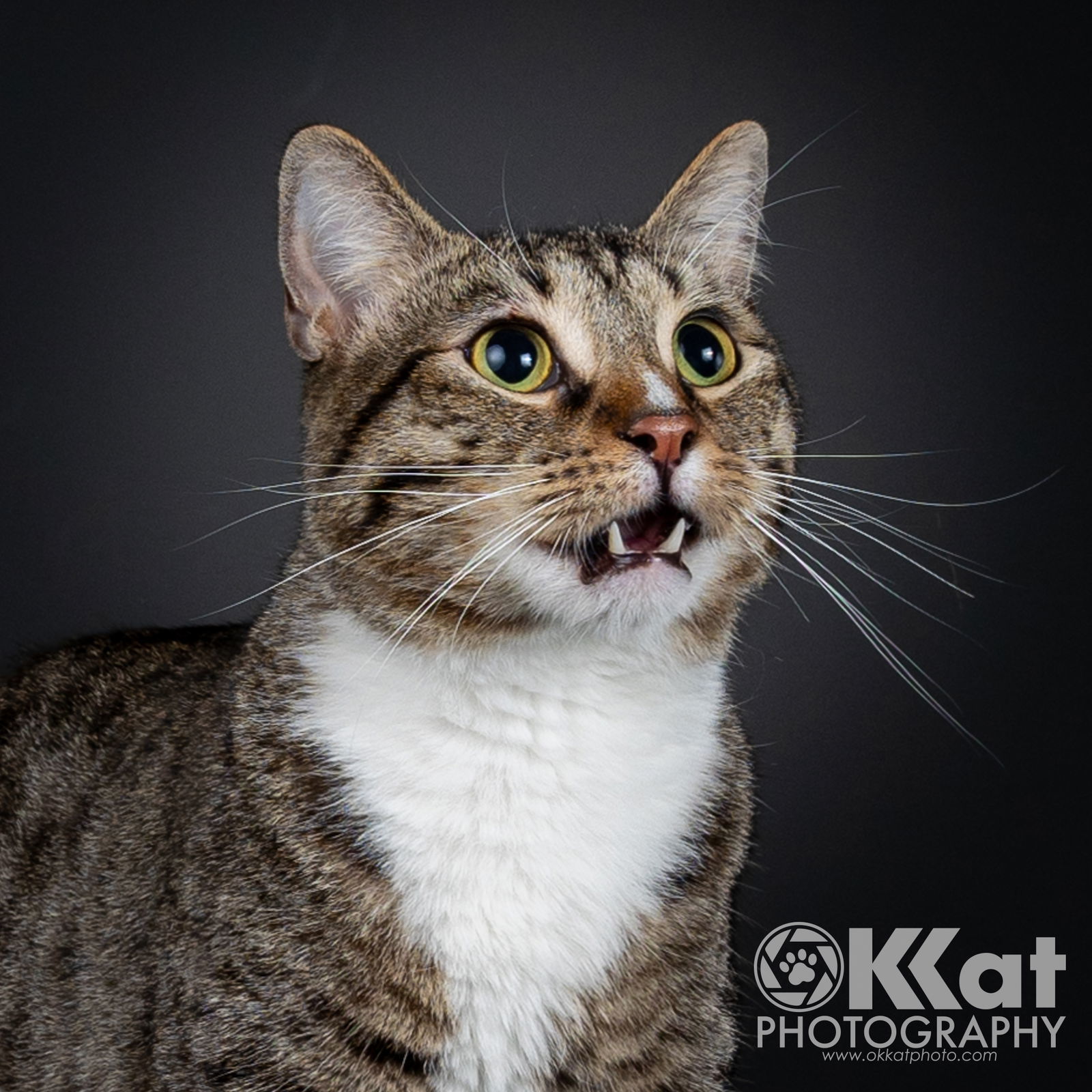 Larry, an adoptable Domestic Short Hair, Tabby in Crescent, OK, 73028 | Photo Image 2