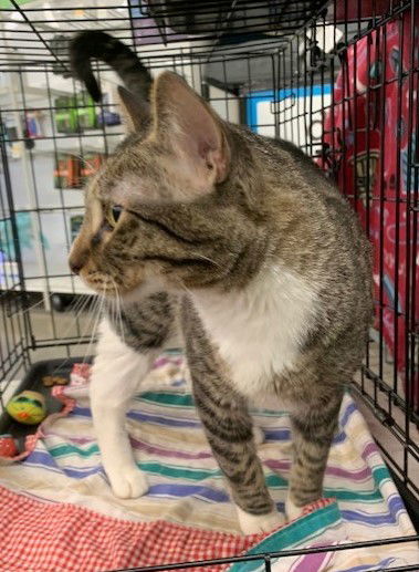 Larry, an adoptable Domestic Short Hair, Tabby in Crescent, OK, 73028 | Photo Image 3