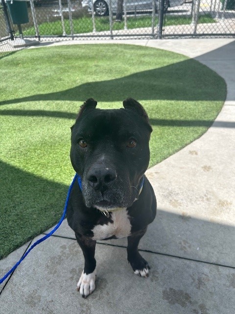 ROCK, an adoptable American Bulldog, Mixed Breed in Miami, FL, 33122 | Photo Image 1