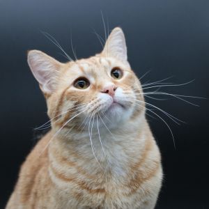 Jake, Adult Male Domestic Short Hair