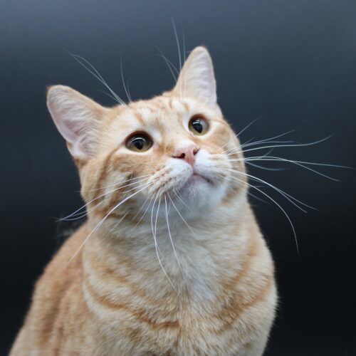 Jake, an adoptable Domestic Short Hair in Martensdale, IA, 50160 | Photo Image 2