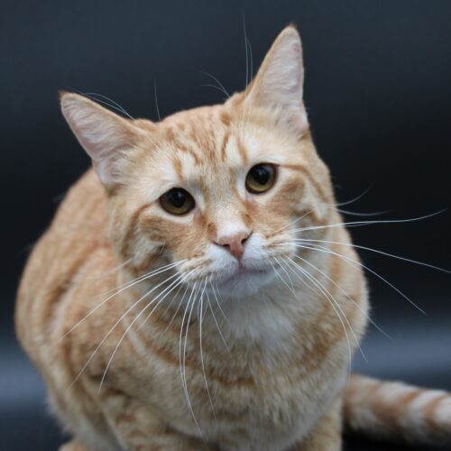 Jake, an adoptable Domestic Short Hair in Martensdale, IA, 50160 | Photo Image 3