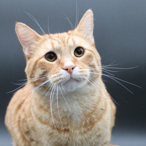 Jake, an adoptable Domestic Short Hair in Martensdale, IA, 50160 | Photo Image 4