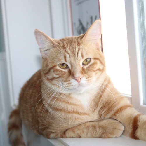 Jake, an adoptable Domestic Short Hair in Martensdale, IA, 50160 | Photo Image 5