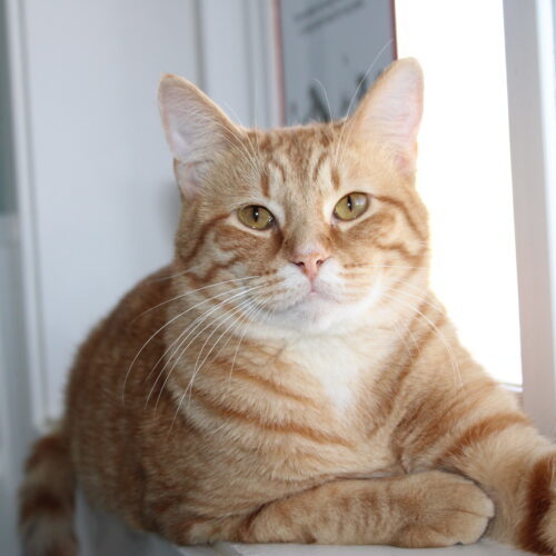 Jake, an adoptable Domestic Short Hair in Martensdale, IA, 50160 | Photo Image 6
