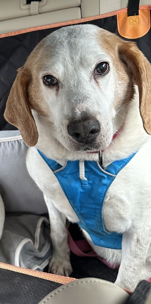 Roger, an adoptable Foxhound, Hound in Louisa, VA, 23093 | Photo Image 1