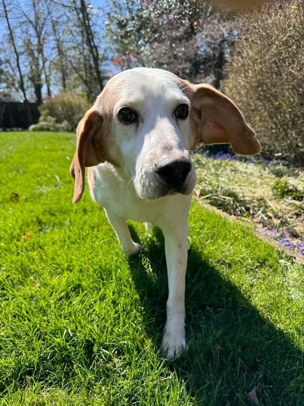 Roger, an adoptable Foxhound, Hound in Louisa, VA, 23093 | Photo Image 3