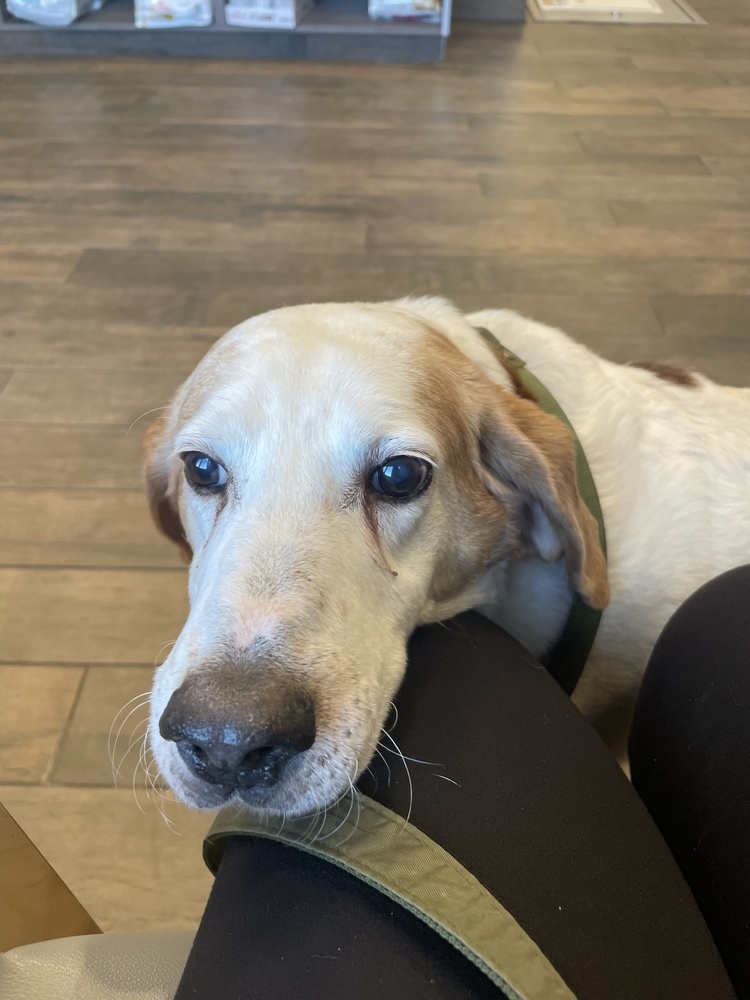 Roger, an adoptable Foxhound, Hound in Louisa, VA, 23093 | Photo Image 4