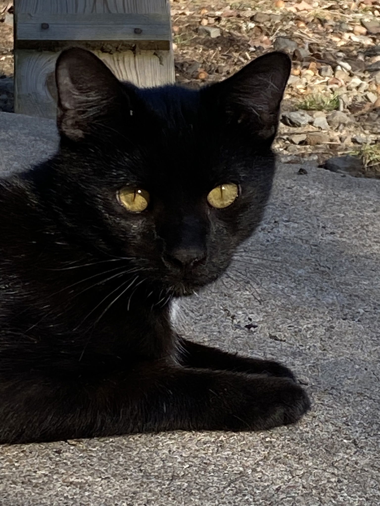 Jett, an adoptable Domestic Short Hair in Drasco, AR, 72530 | Photo Image 1