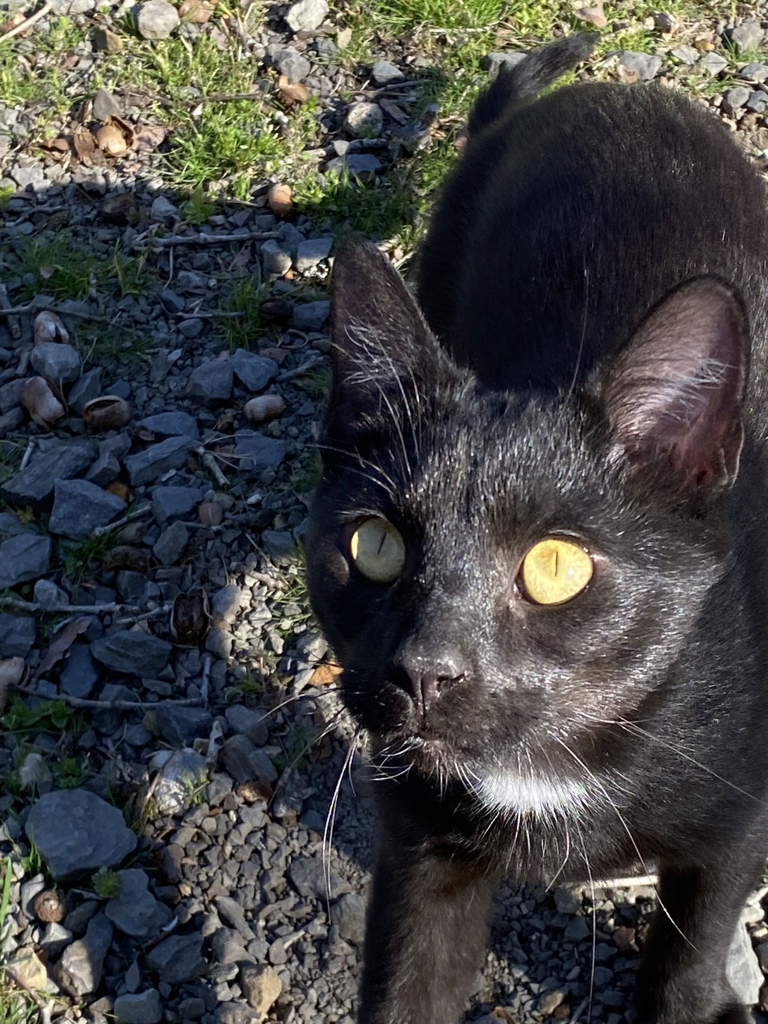 Jett, an adoptable Domestic Short Hair in Drasco, AR, 72530 | Photo Image 2