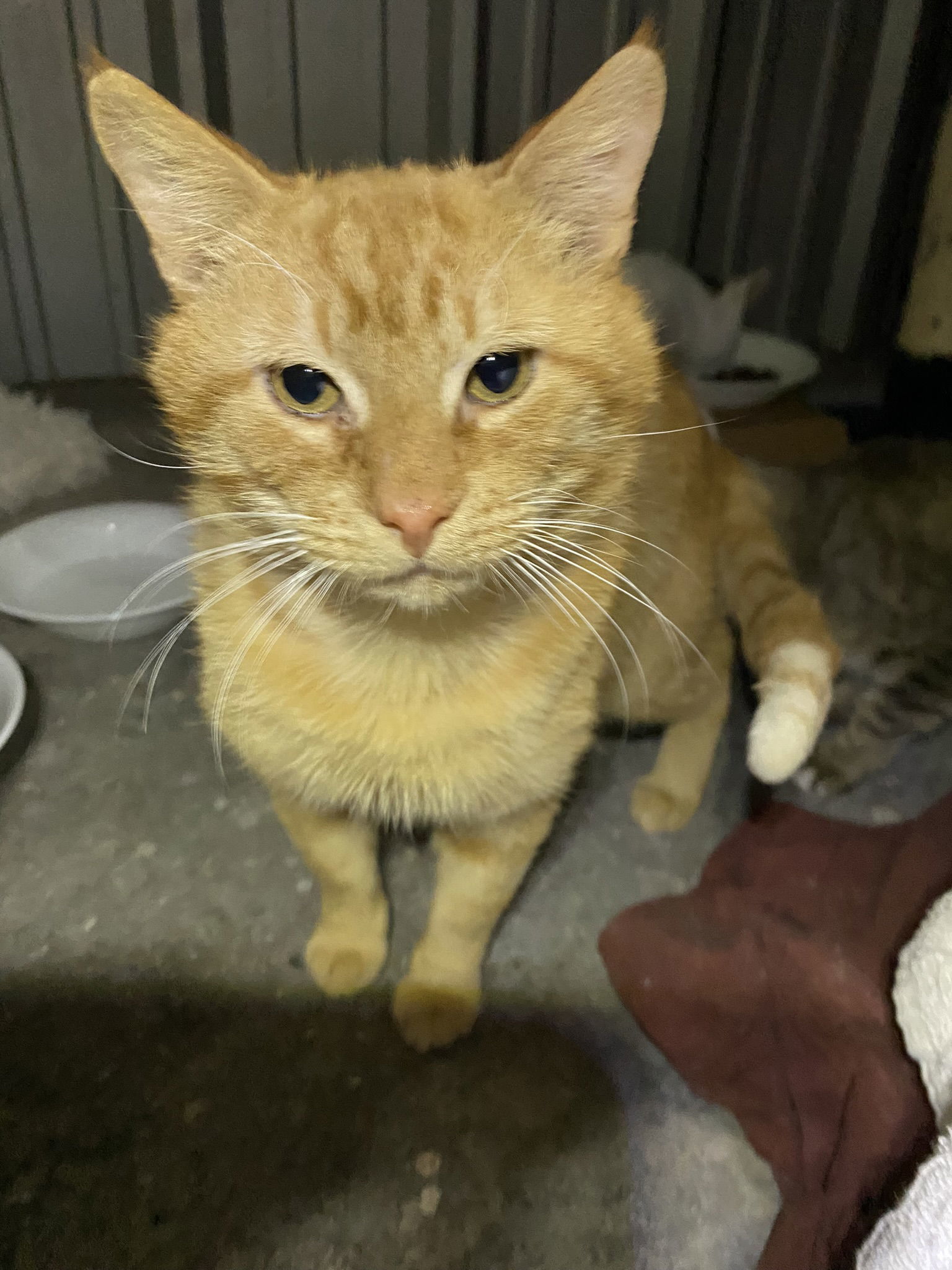 Charlie, an adoptable Domestic Short Hair, Tabby in Drasco, AR, 72530 | Photo Image 1