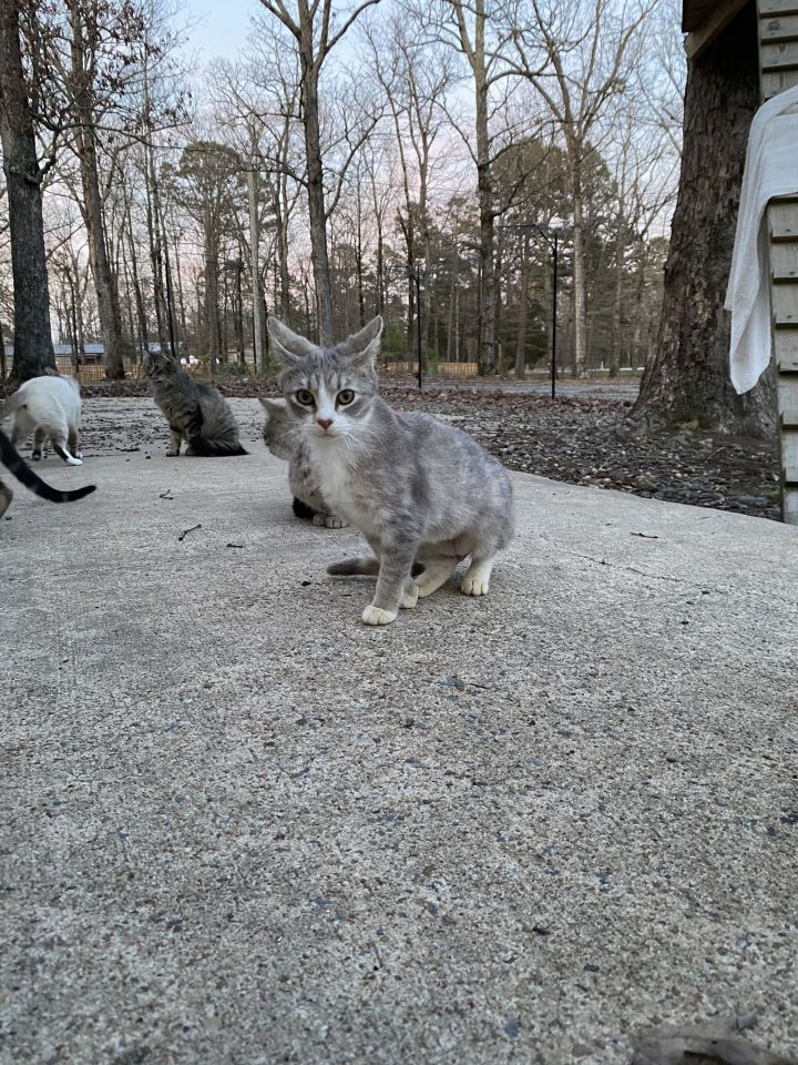 Nala 2