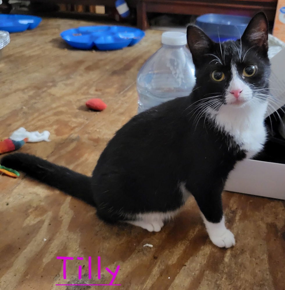Tillie, an adoptable Domestic Medium Hair in Panama city, FL, 32402 | Photo Image 1