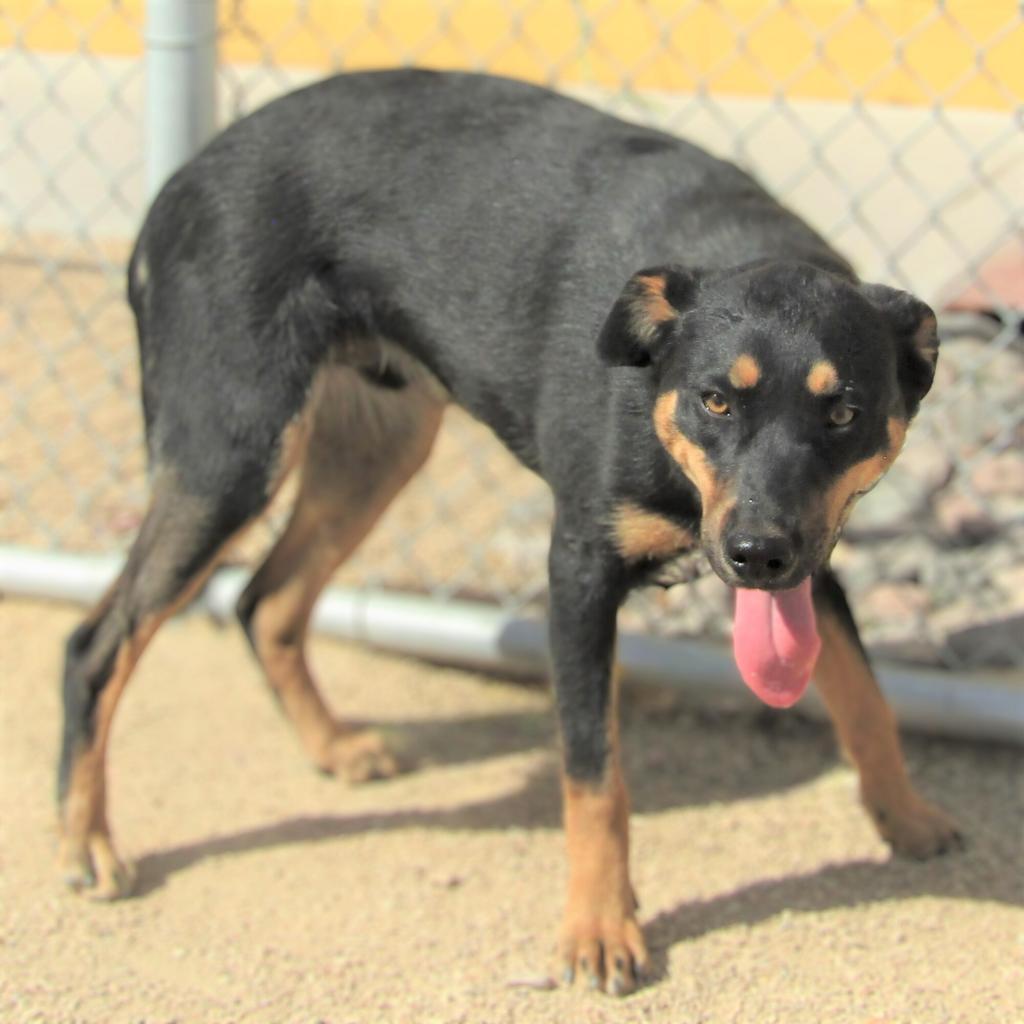 CJ, an adoptable Mixed Breed in Las Cruces, NM, 88012 | Photo Image 4