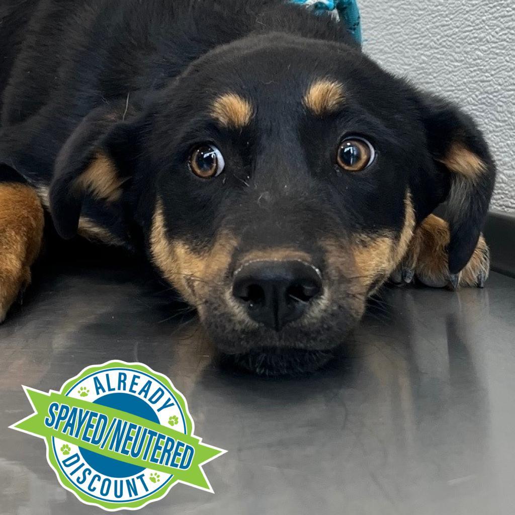 CJ, an adoptable Mixed Breed in Las Cruces, NM, 88012 | Photo Image 5