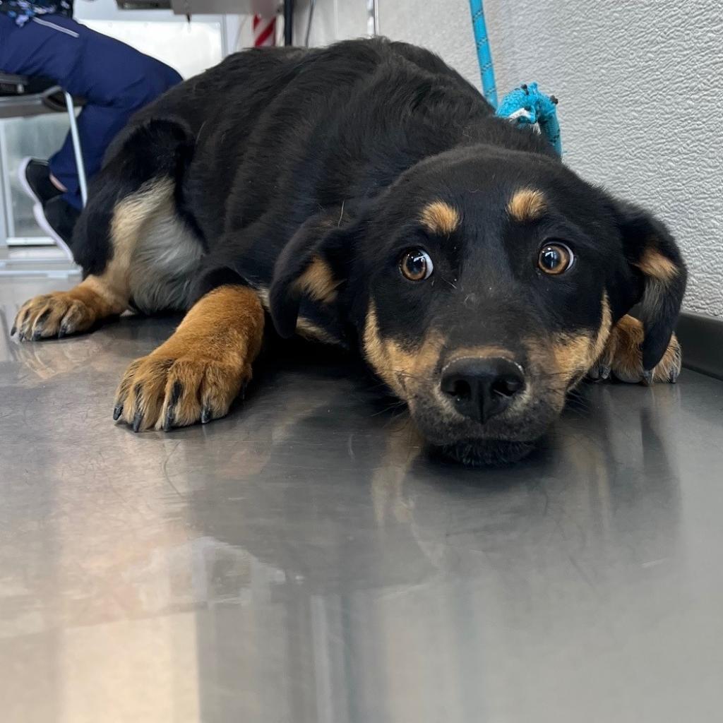 CJ, an adoptable Mixed Breed in Las Cruces, NM, 88012 | Photo Image 6