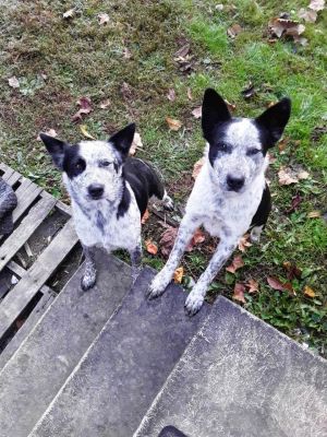 Diamond and Ricie are Cattle Dog sisters They were reported to GCHS as strays in the Bean Station a