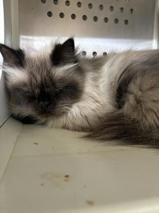 Pixley, an adoptable Himalayan, Domestic Short Hair in Pendleton, OR, 97801 | Photo Image 1