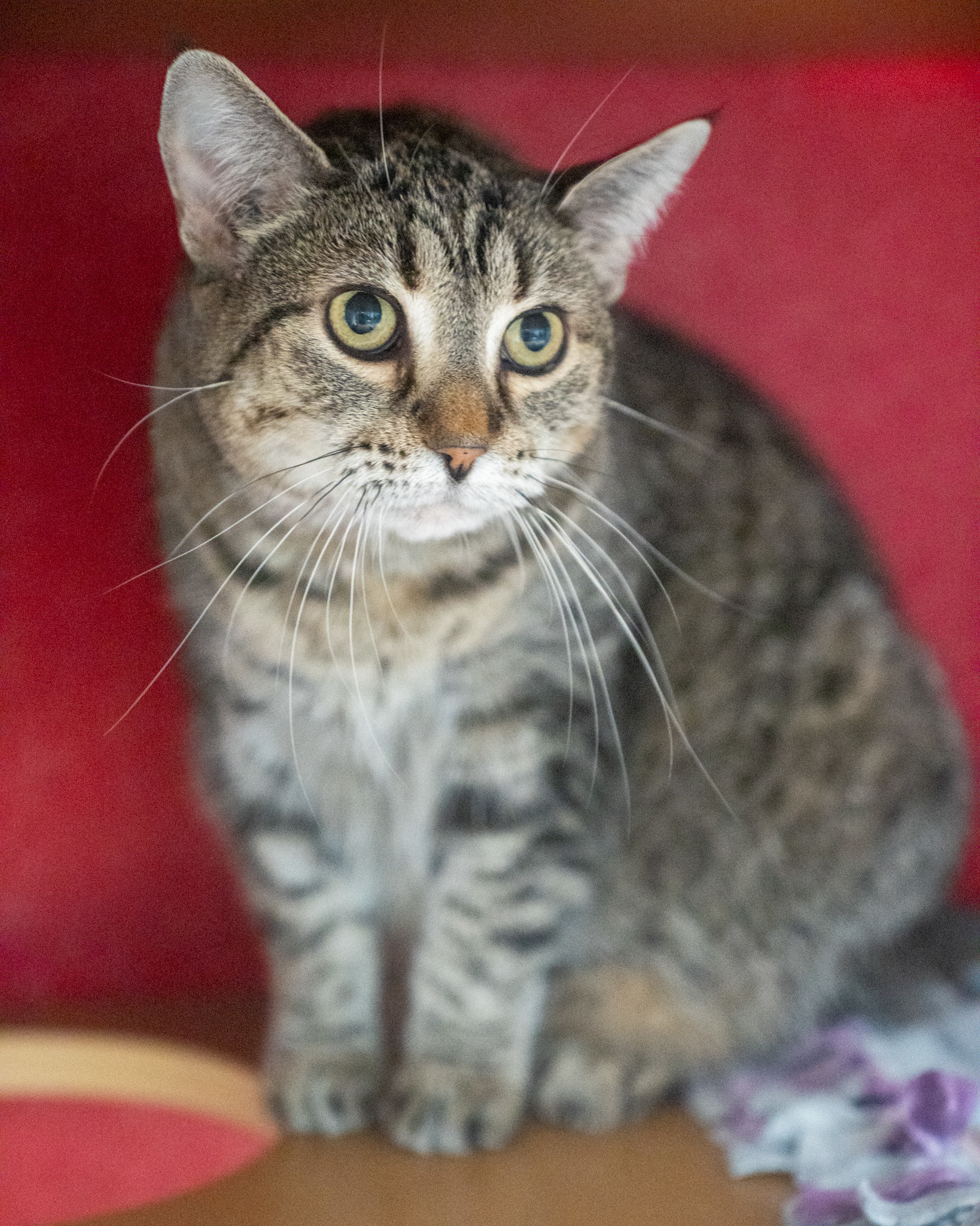 Shelly, an adoptable Domestic Short Hair in Pequot Lakes, MN, 56472 | Photo Image 1