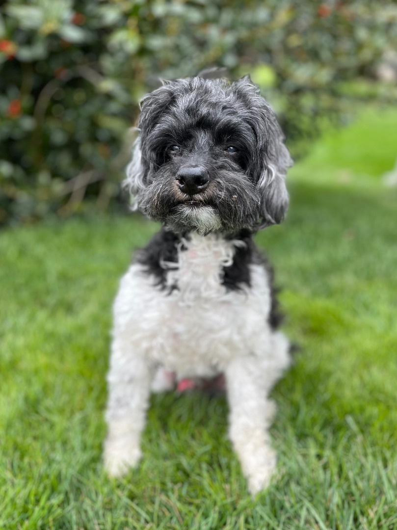 Sir Cromwell , an adoptable Miniature Poodle, Cockapoo in Fort Montgomery, NY, 10922 | Photo Image 1